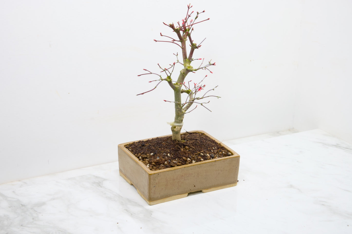 Deshojo Japanese Maple Bonsai+ Care Kit