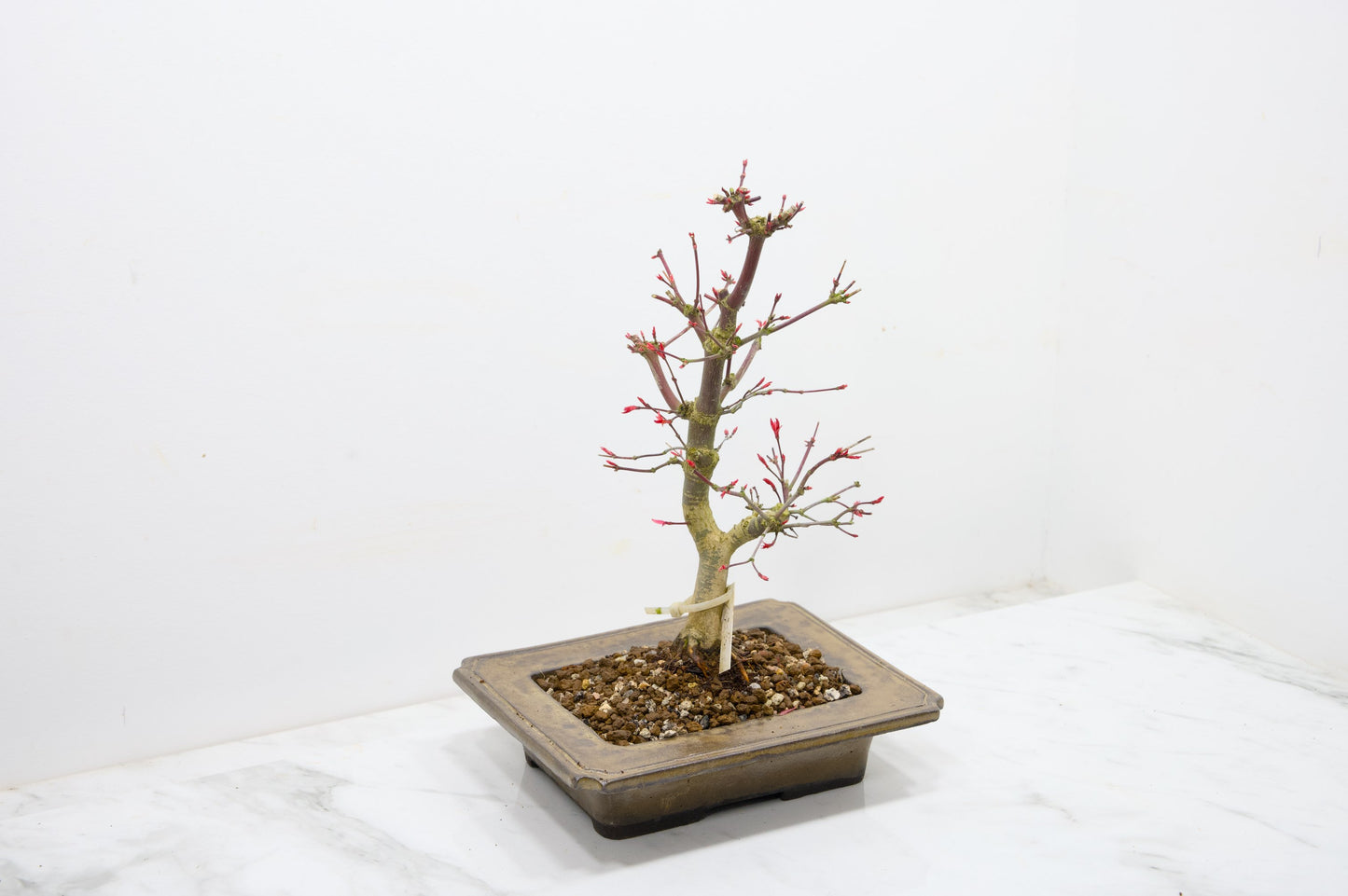 Deshojo Japanese Maple Bonsai+ Care Kit
