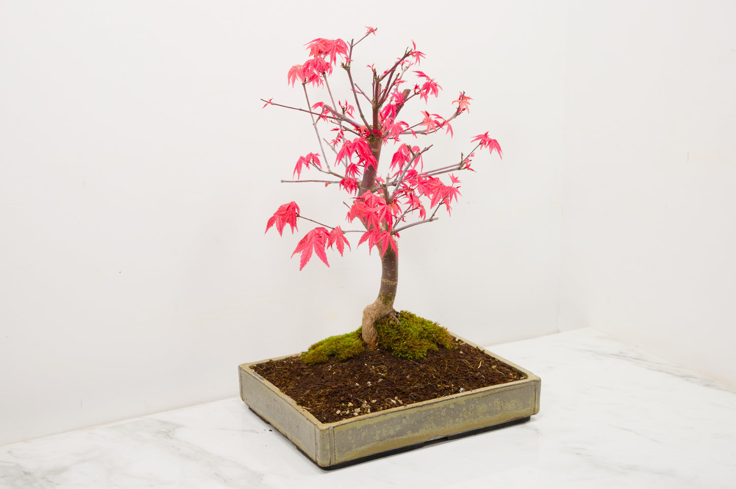 Deshojo Japanese Maple Bonsai+ Care Kit