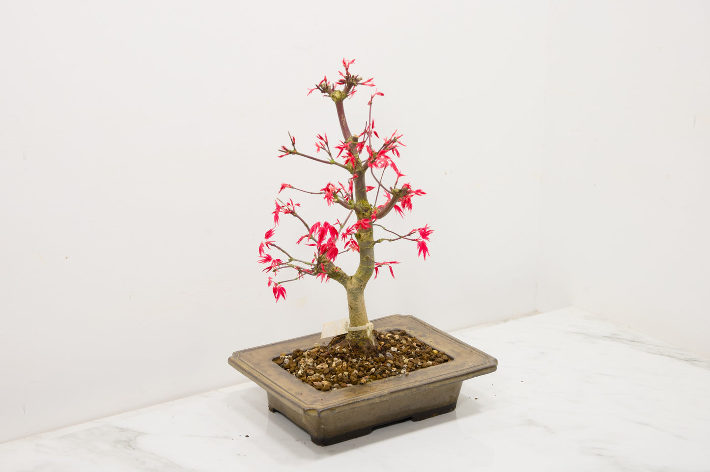 Deshojo Japanese Maple Bonsai+ Care Kit