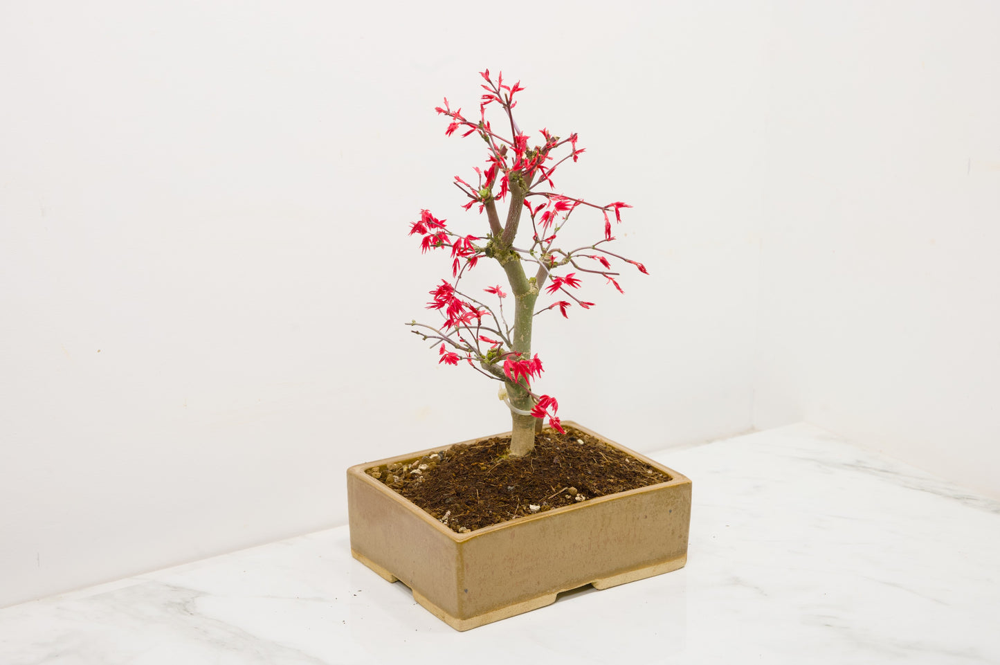 Deshojo Japanese Maple Bonsai+ Care Kit