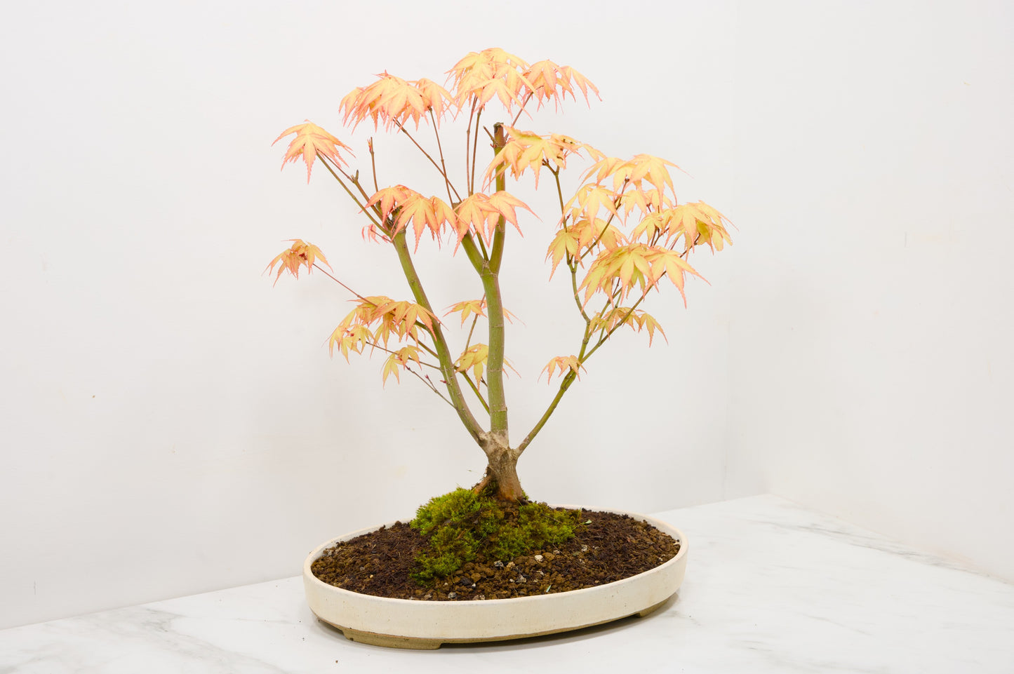 'Katsura' Japanese Maple Bonsai+ Care Kit