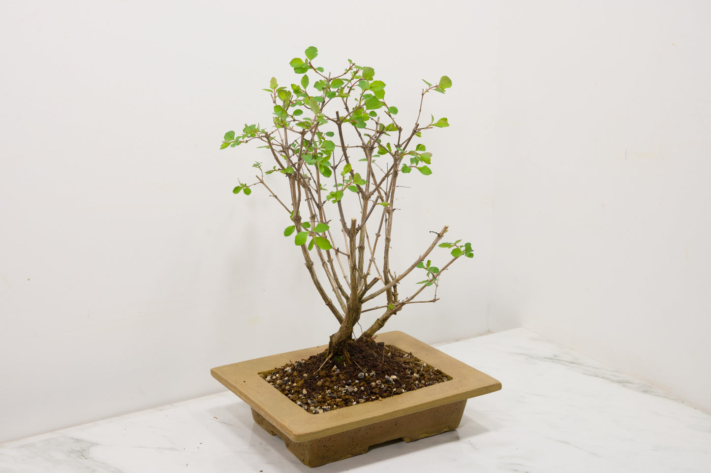 Snow berry - symphoricarpos Bonsai Tree