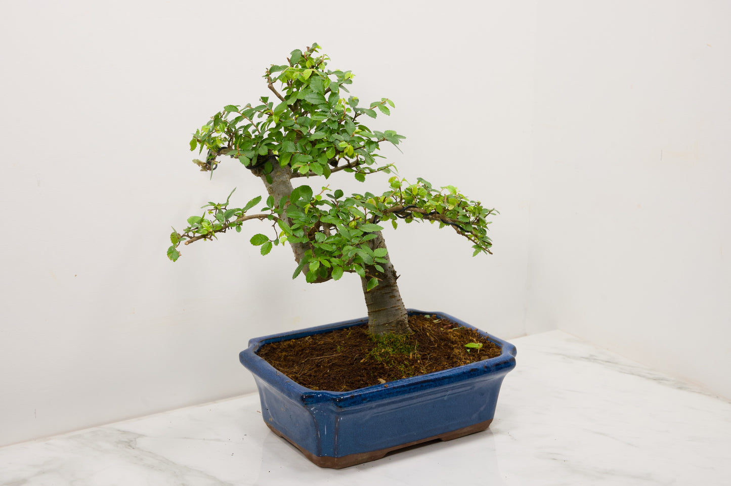 Large Chinese Elm Bonsai and Care Kit in 24cm Blue Ceramic Pot