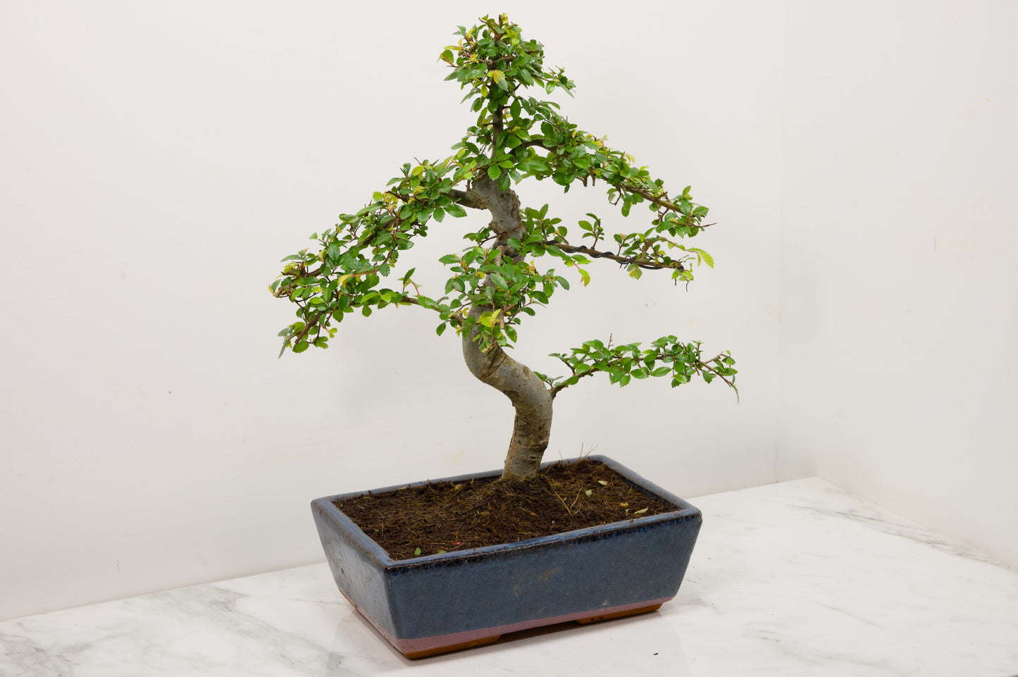 Chinese Elm Bonsai and Care Kit in 25cm Navy Ceramic Pot