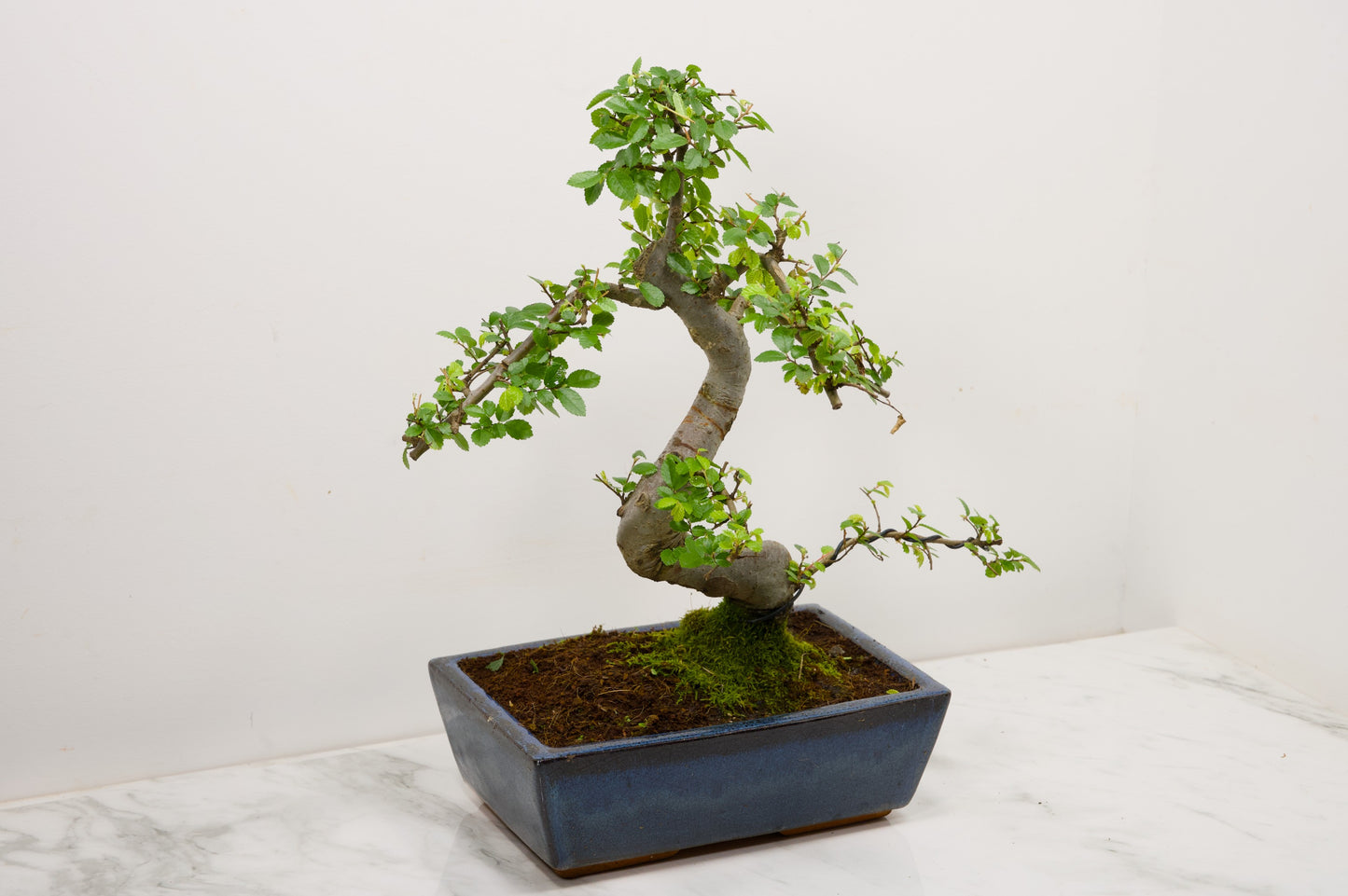 Chinese Elm Bonsai and Care Kit in 25cm Navy Ceramic Pot