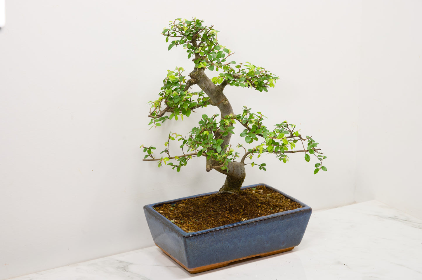 Chinese Elm Bonsai and Care Kit in 25cm Navy Ceramic Pot
