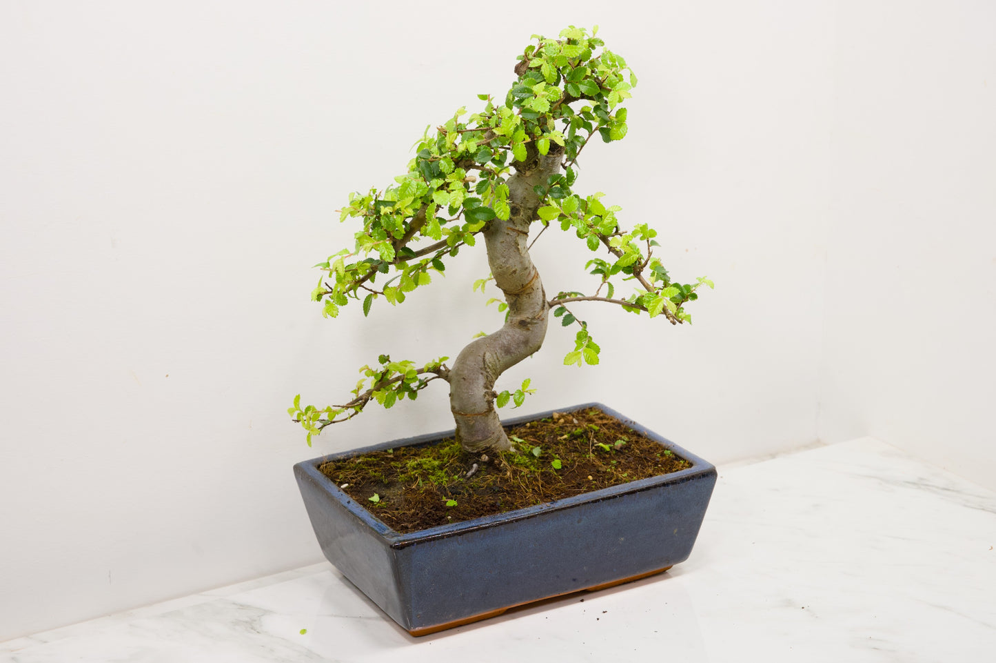 Chinese Elm Bonsai and Care Kit in 25cm Navy Ceramic Pot
