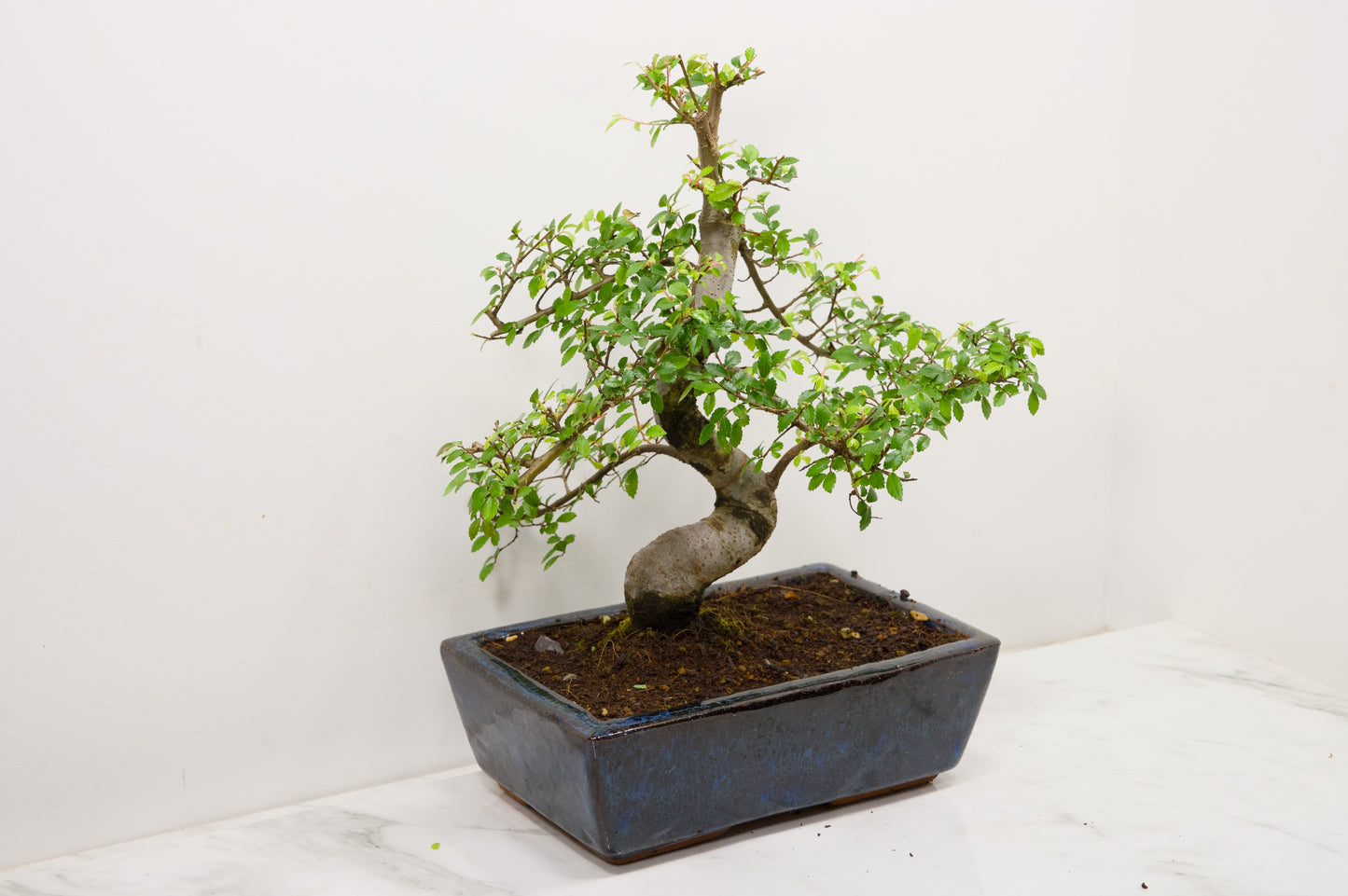 Chinese Elm Bonsai and Care Kit in 25cm Navy Ceramic Pot