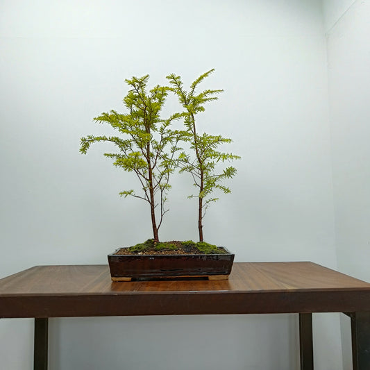 Eastern Hemlock Bonsai - 2 Tree Planting