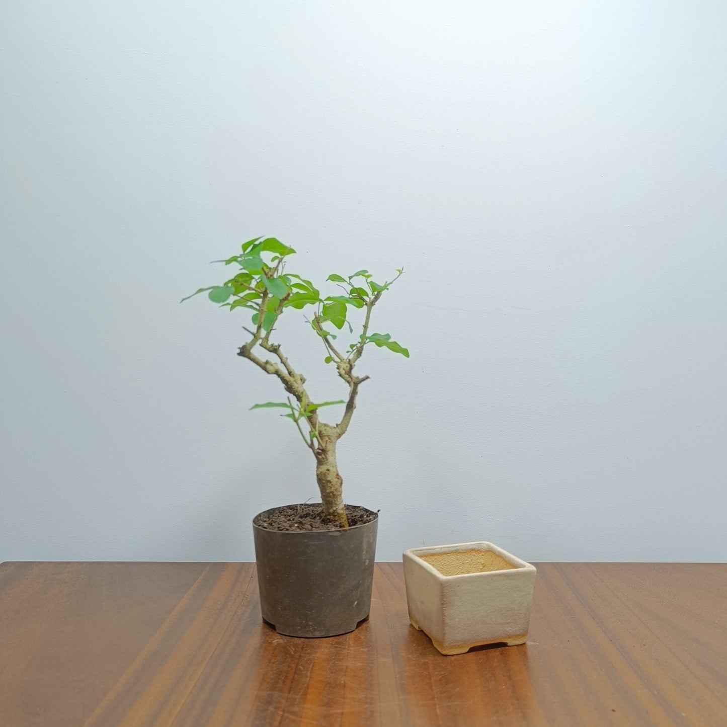 Bonsai Starter Bundle - Signature