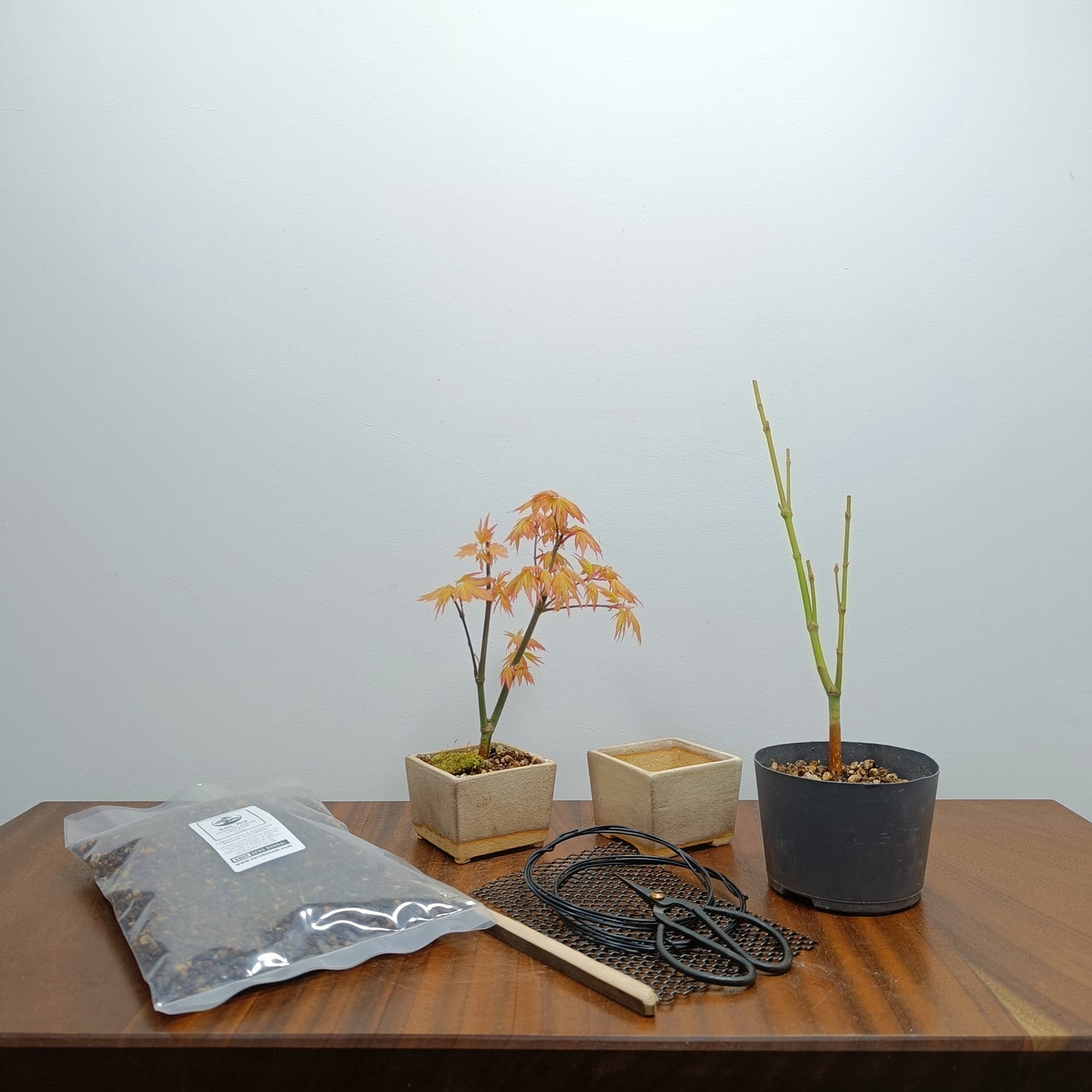 Bonsai Starter Bundle - Japanese Maple
