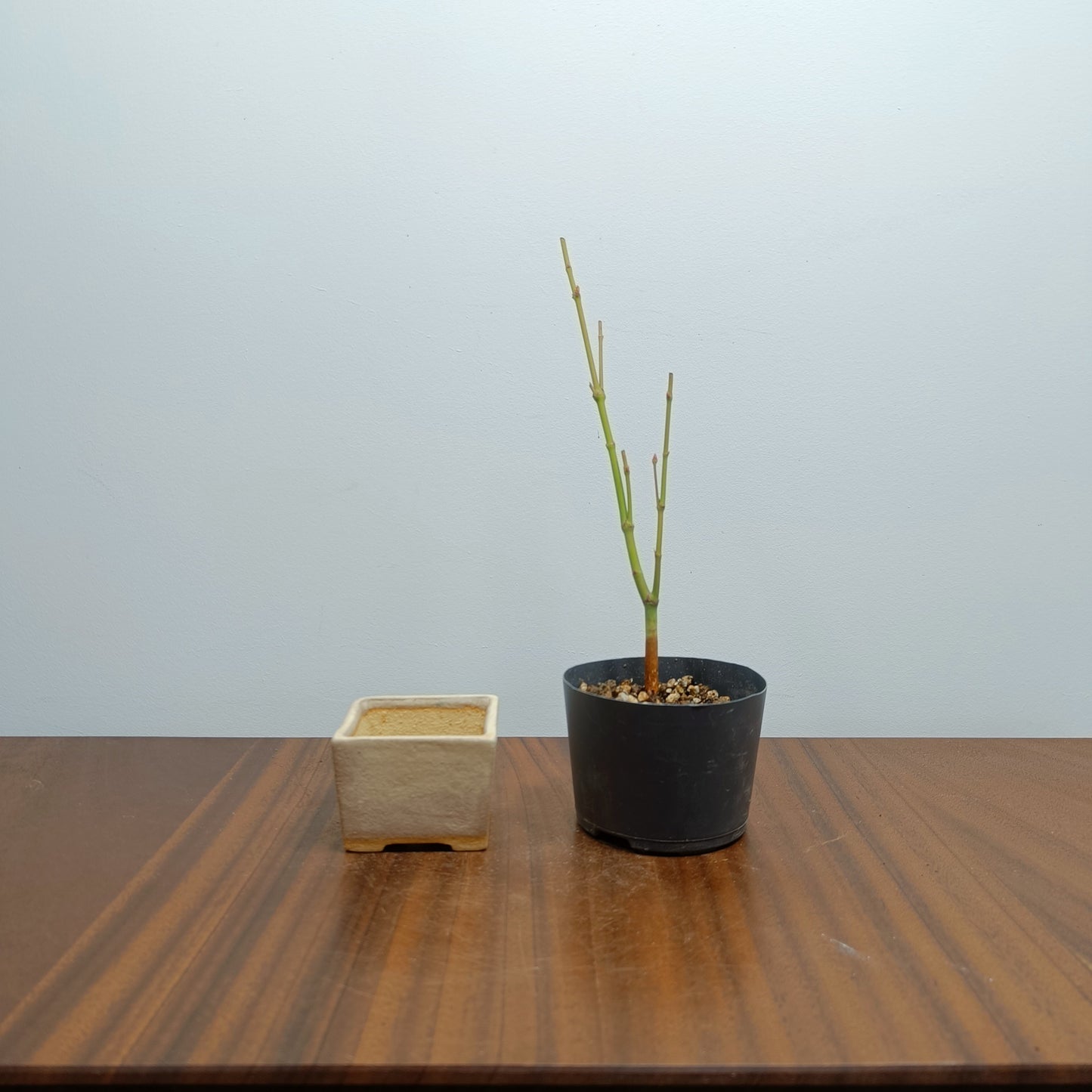 Bonsai Starter Bundle - Japanese Maple