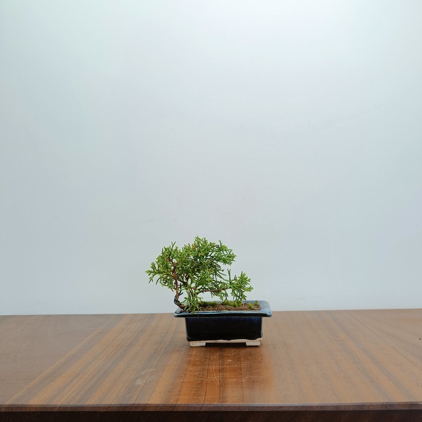 Juniper -Juniperus Chinesis Blaauw