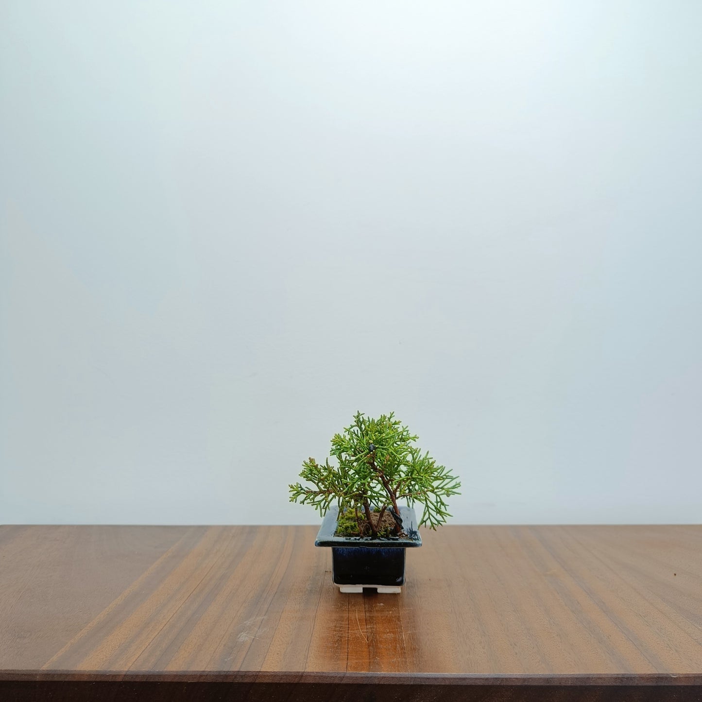 Juniper -Juniperus Chinesis Blaauw