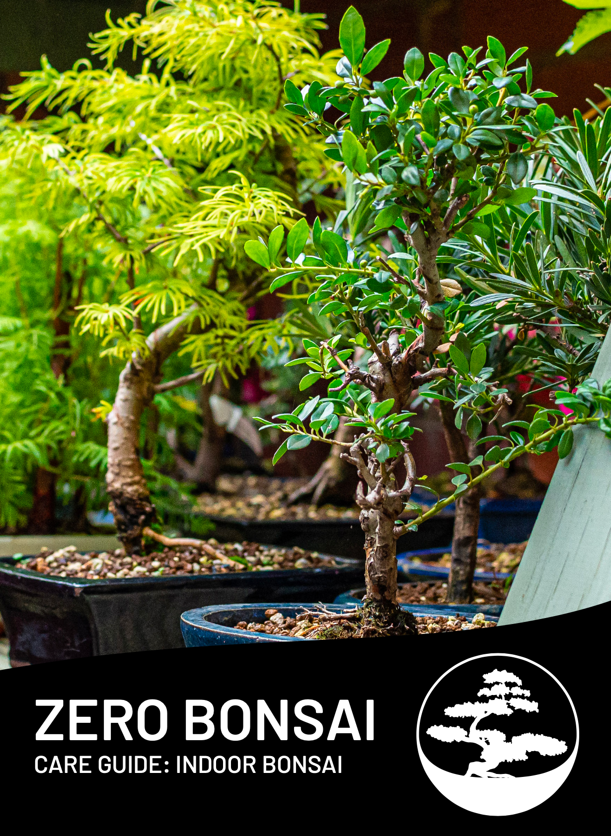 Indoor Bonsai Care Guide (Digital)