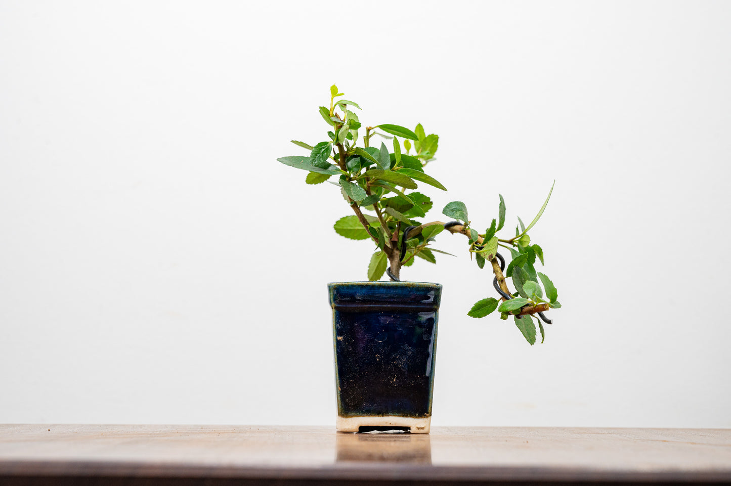 Pyracantha Bonsai Tree