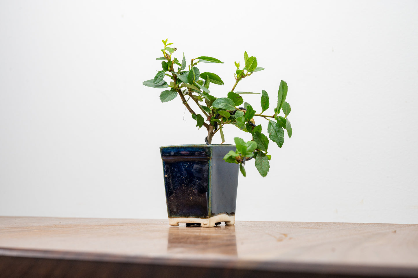Pyracantha Bonsai Tree