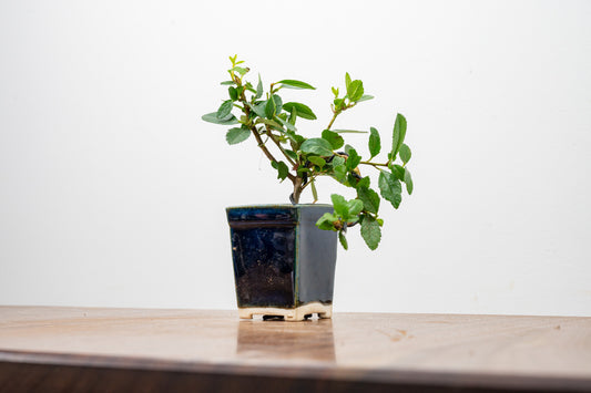 Pyracantha Bonsai Tree