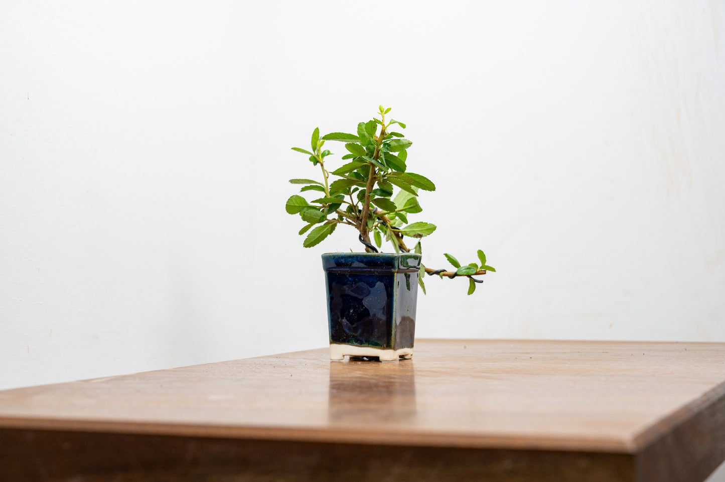Pyracantha Bonsai Tree