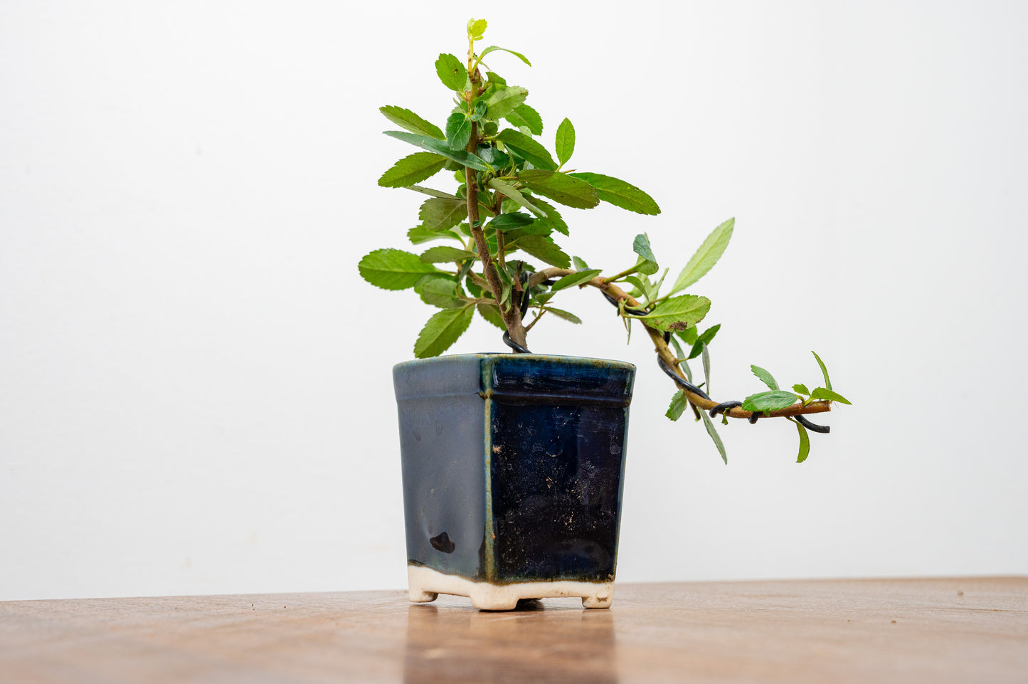 Pyracantha Bonsai Tree