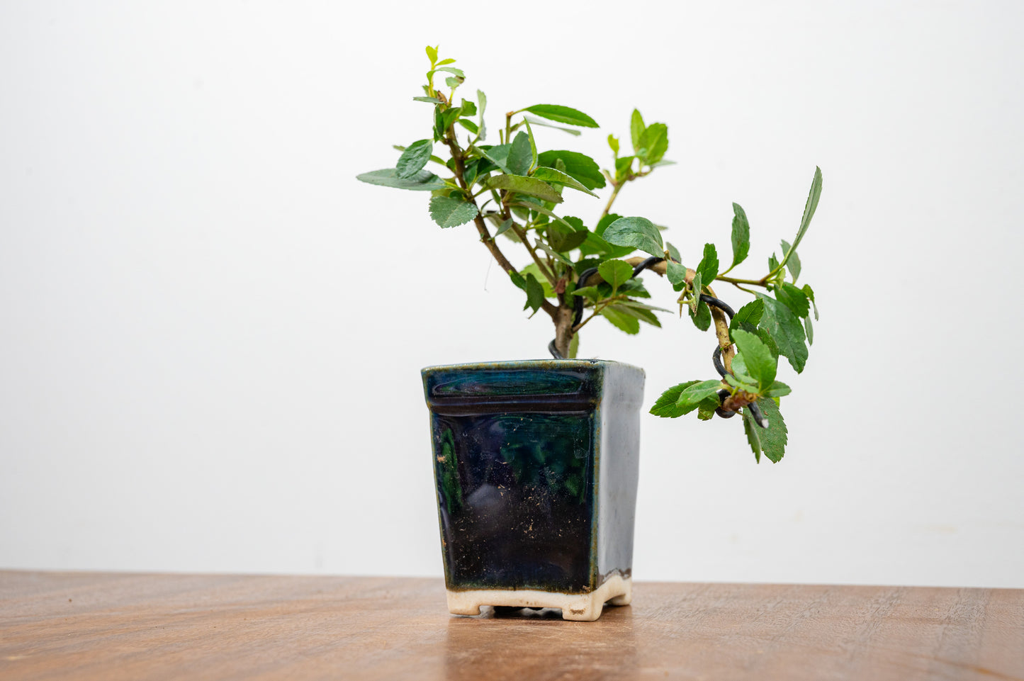 Pyracantha Bonsai Tree