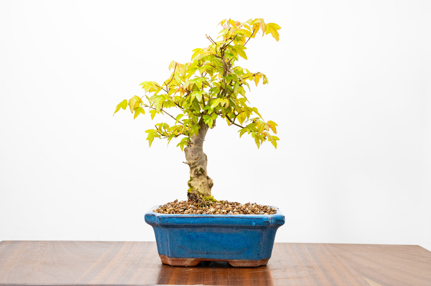 Trident Maple Bonsai