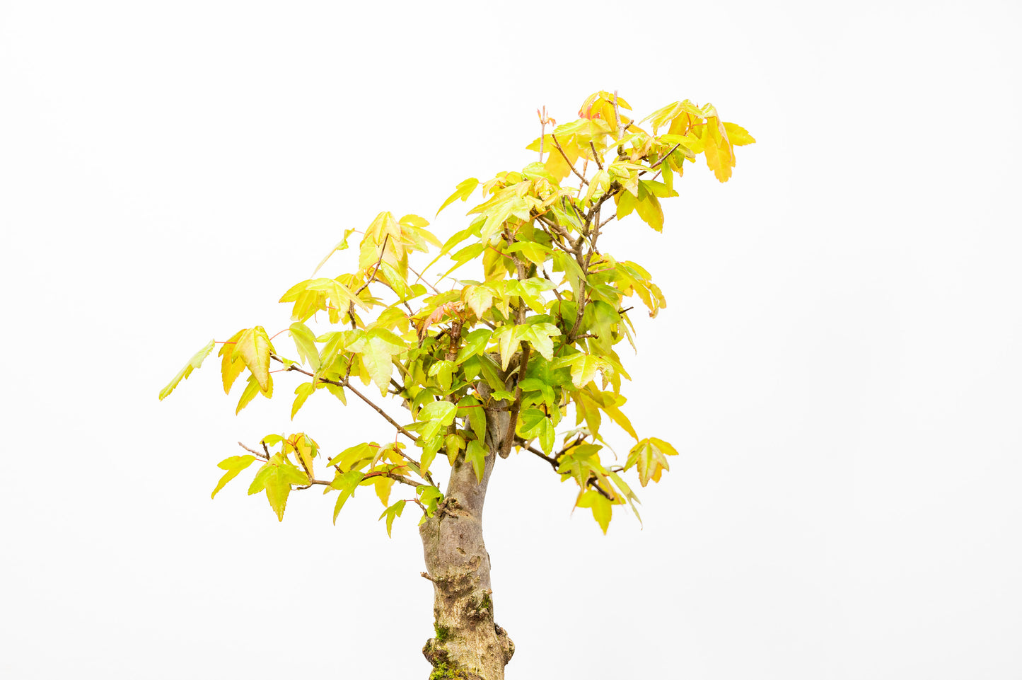 Trident Maple Bonsai