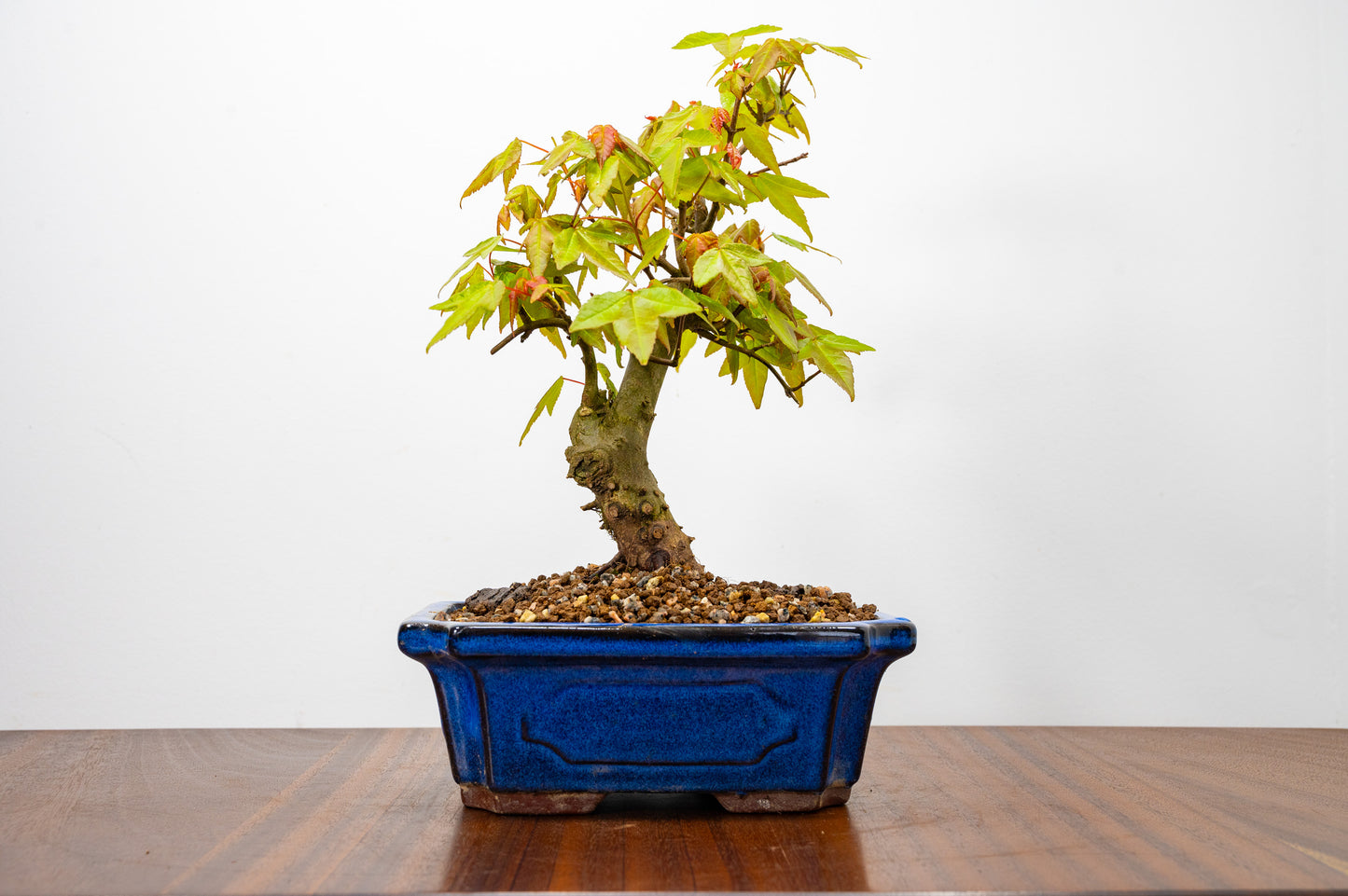 Trident Maple Bonsai