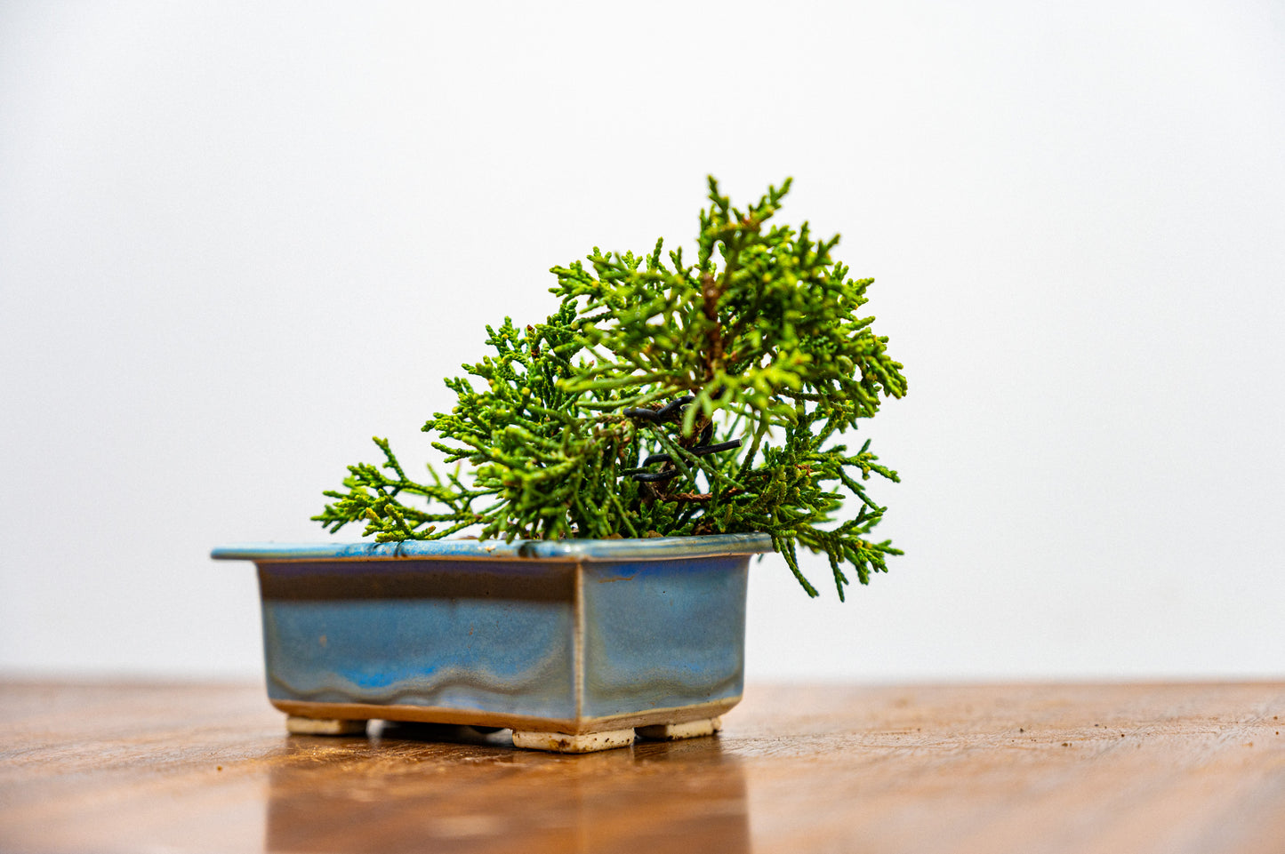 Juniper -Juniperus Chinesis Blaauw