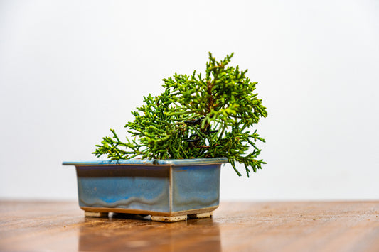 Juniper -Juniperus Chinesis Blaauw