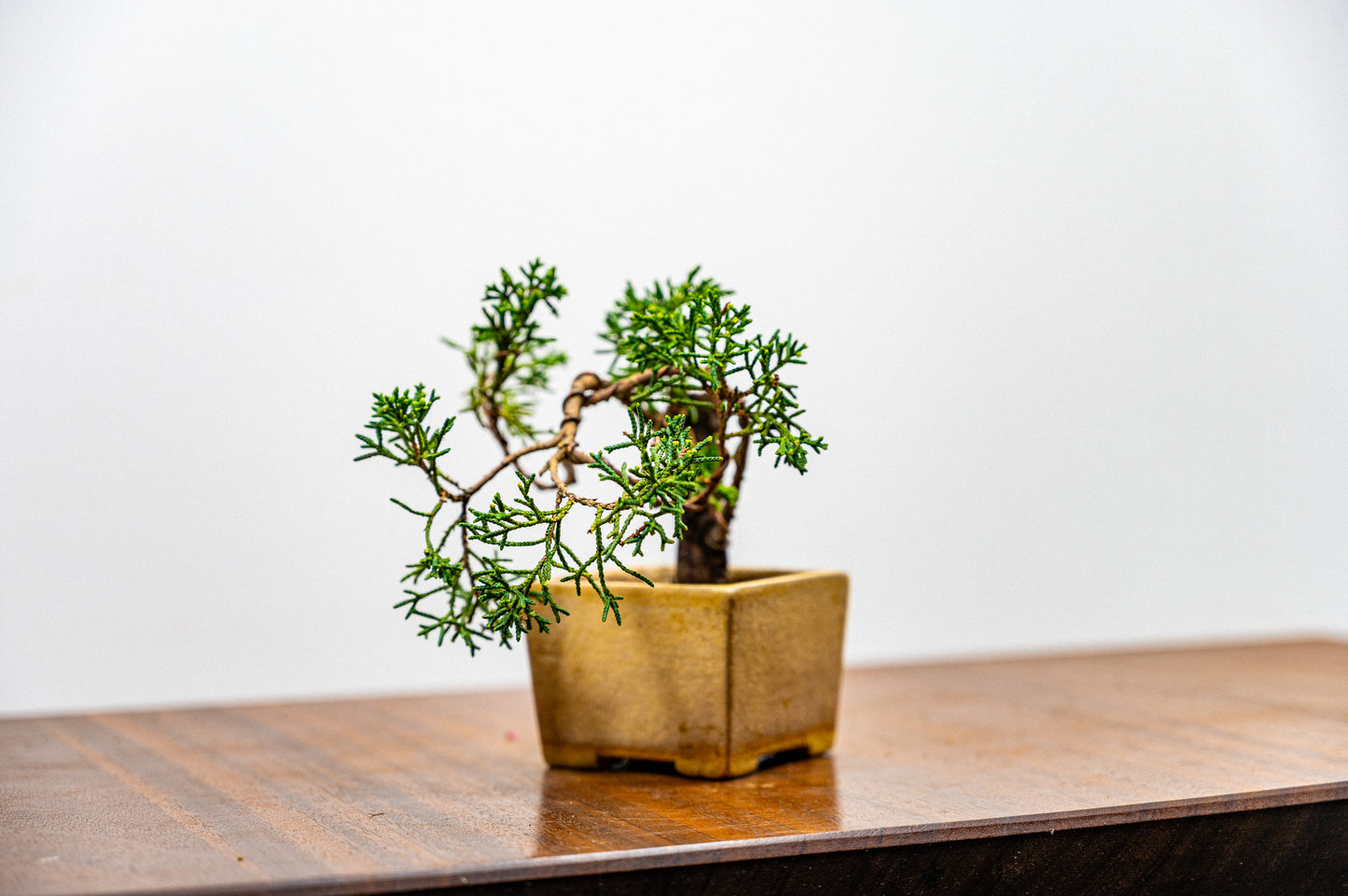 Juniper -Juniperus Chinesis Blaauw