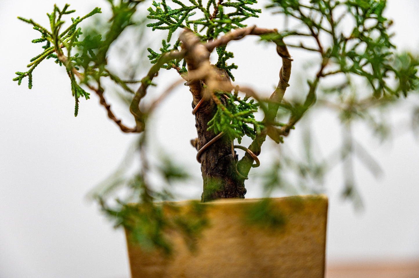 Juniper -Juniperus Chinesis Blaauw