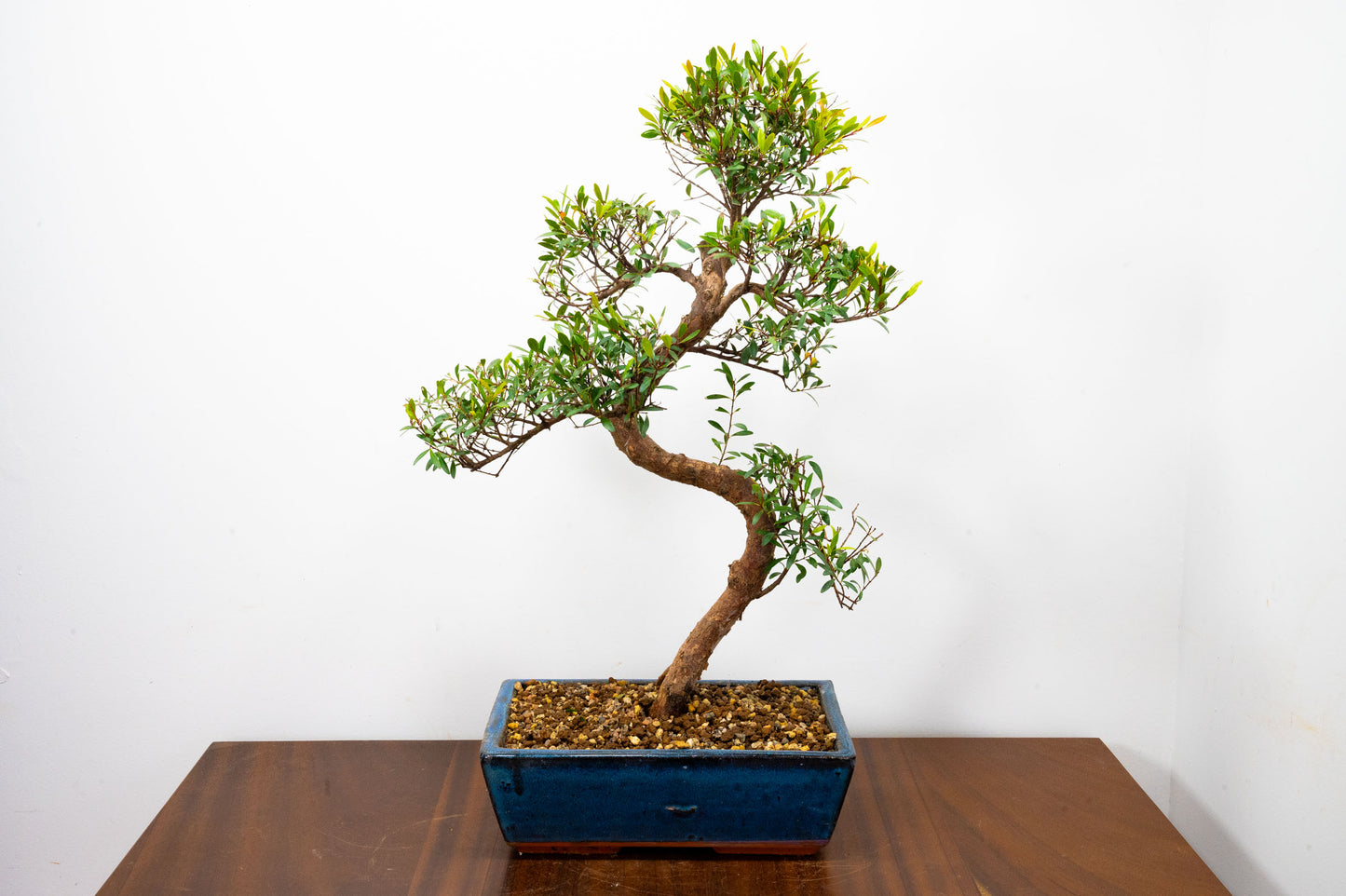 Large Chinese Myrtle Bonsai S Trunk - 20cm Blue Ceramic Pot & Care Kit