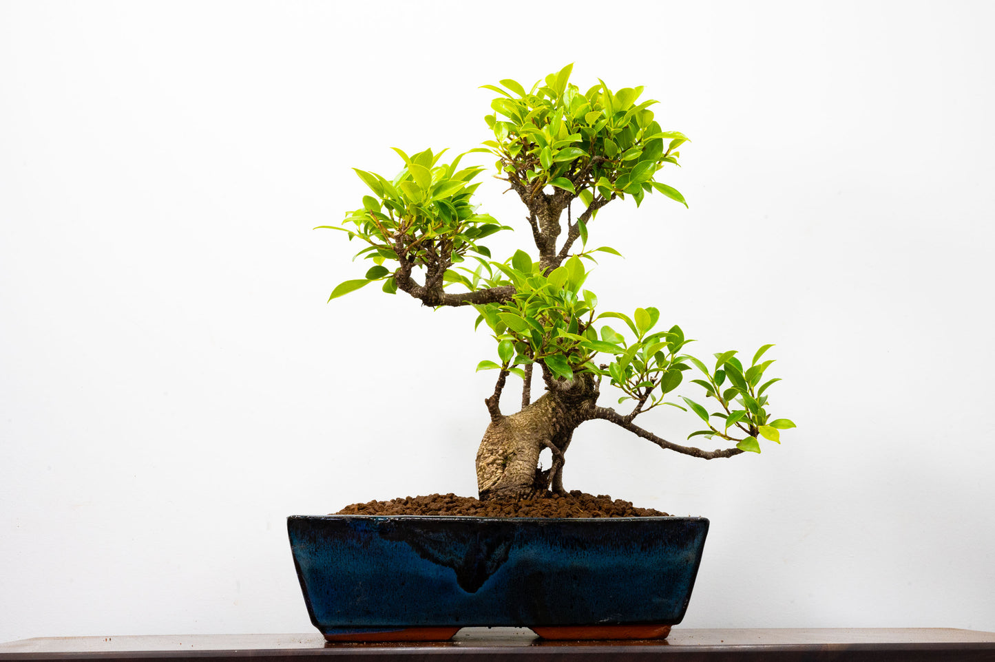 Banyan Fig Bonsai -30cm Blue Pot  + Care Kit