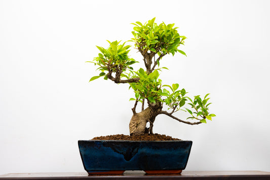 Banyan Fig Bonsai -30cm Blue Pot  + Care Kit