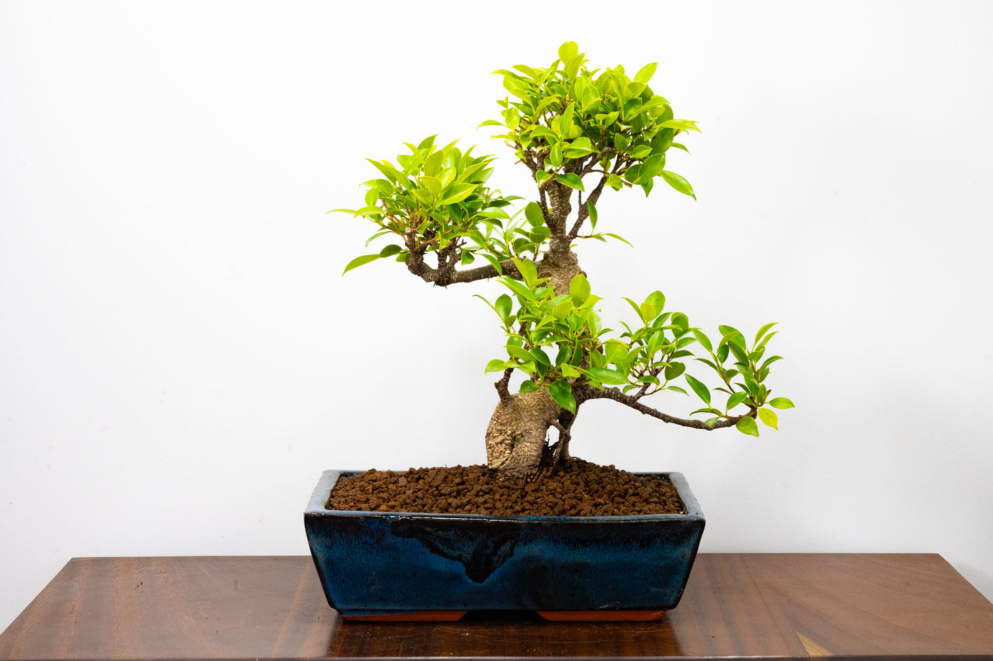 Banyan Fig Bonsai -30cm Blue Pot  + Care Kit