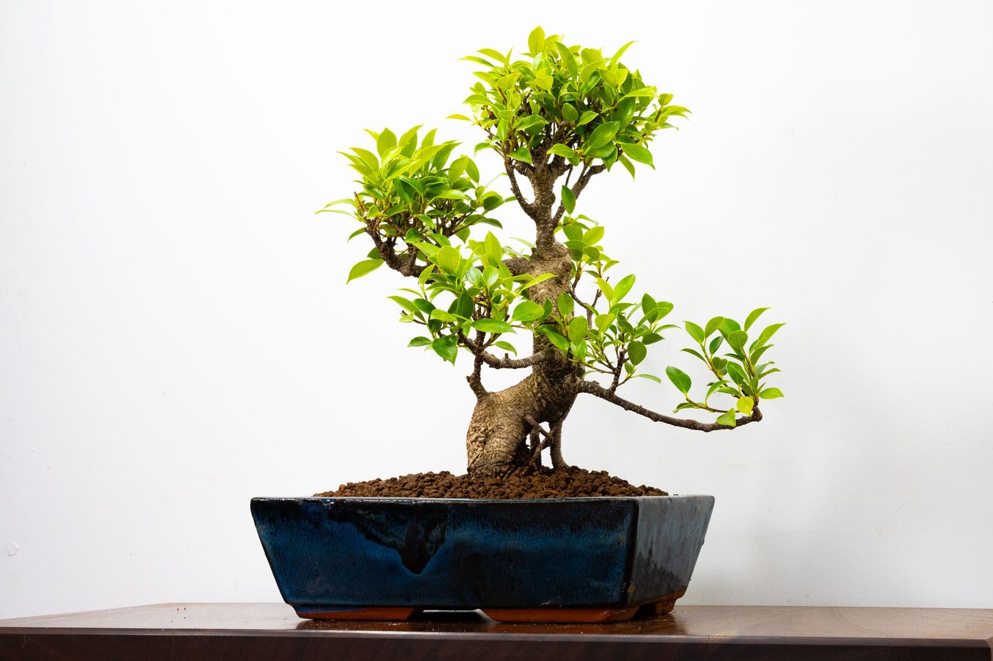 Banyan Fig Bonsai -30cm Blue Pot  + Care Kit