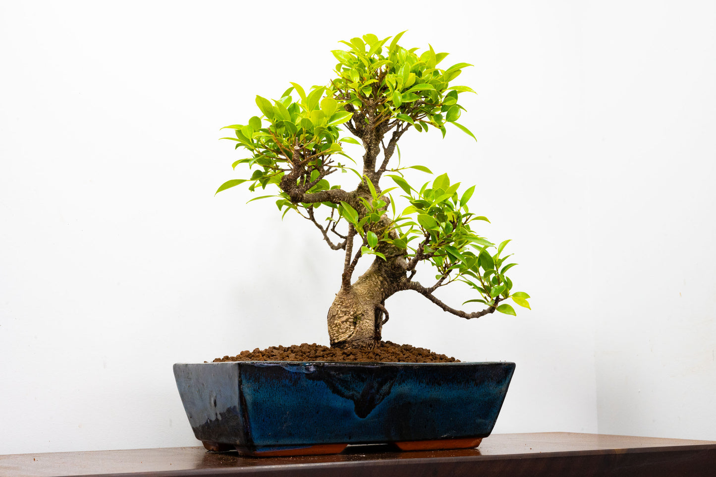 Banyan Fig Bonsai -30cm Blue Pot  + Care Kit