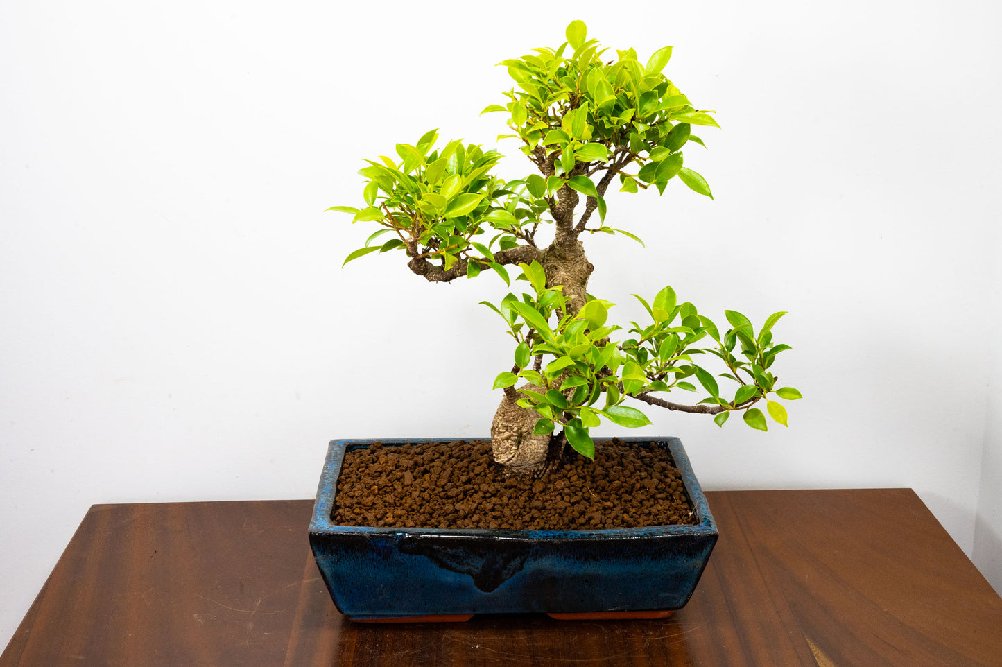 Banyan Fig Bonsai -30cm Blue Pot  + Care Kit