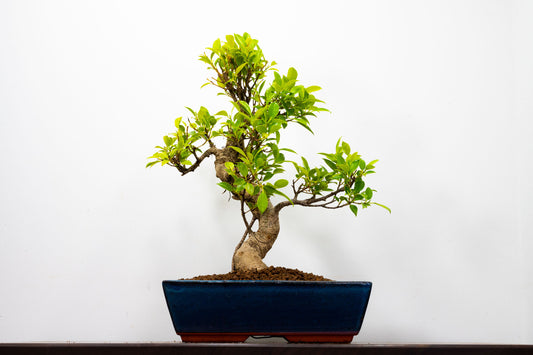 Banyan Fig Bonsai -30cm Blue Pot  + Care Kit