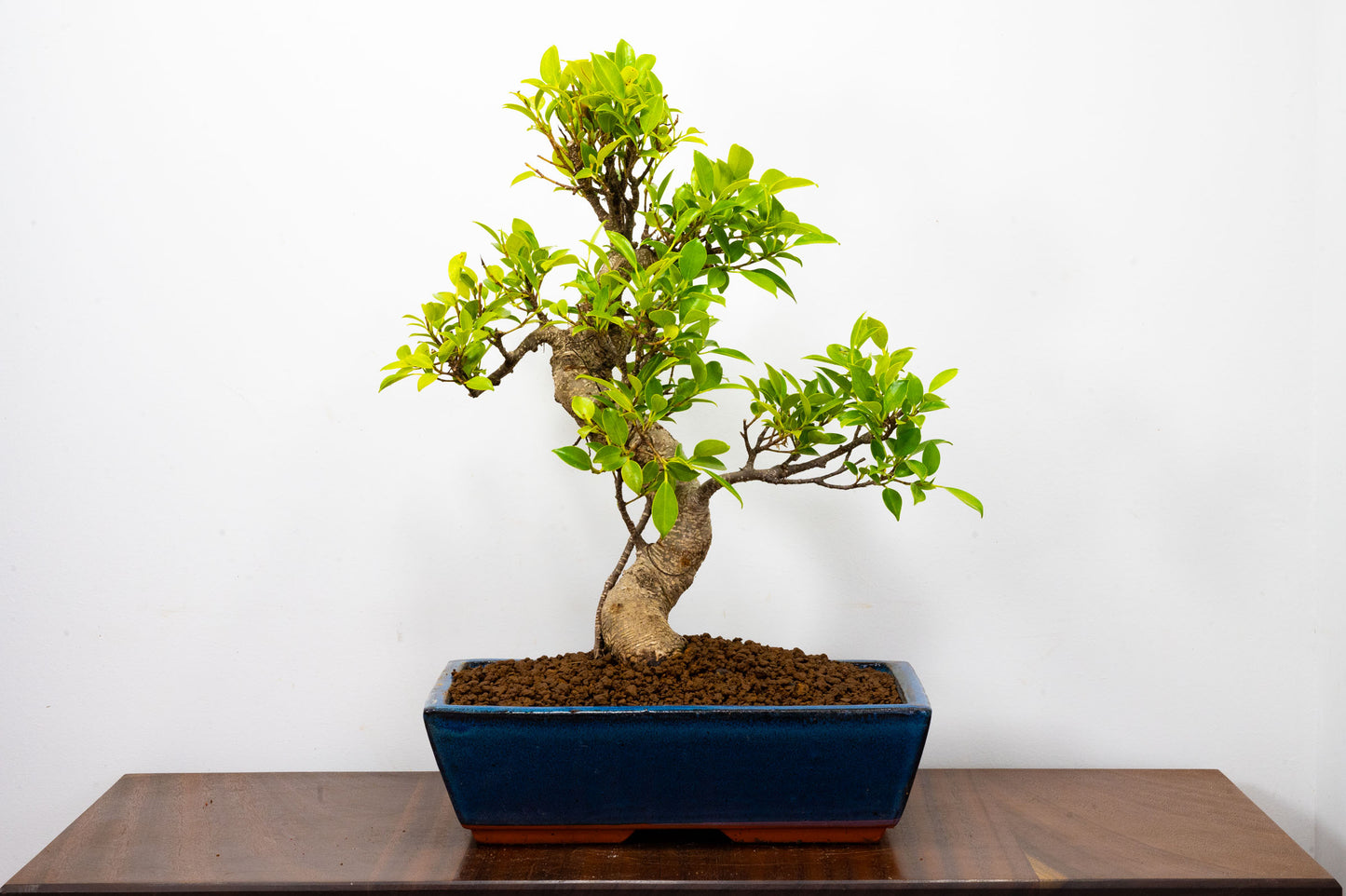 Banyan Fig Bonsai -30cm Blue Pot  + Care Kit