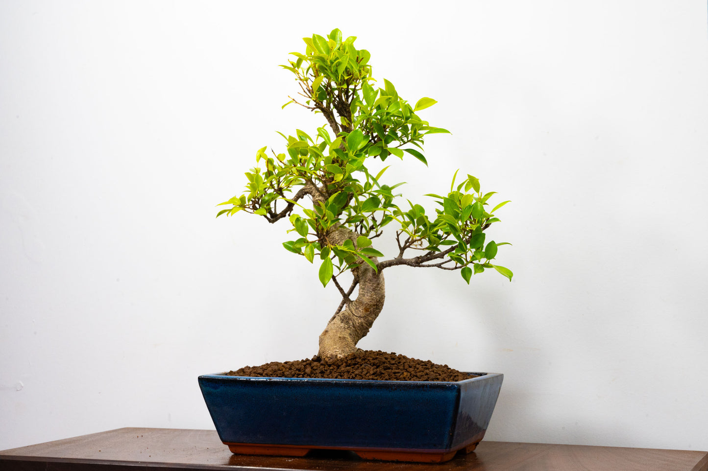 Banyan Fig Bonsai -30cm Blue Pot  + Care Kit