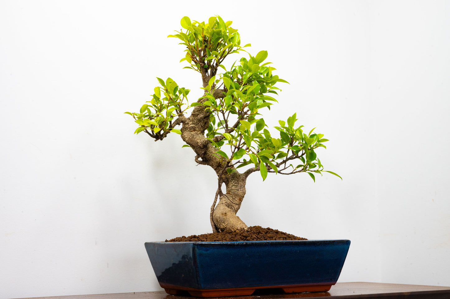 Banyan Fig Bonsai -30cm Blue Pot  + Care Kit