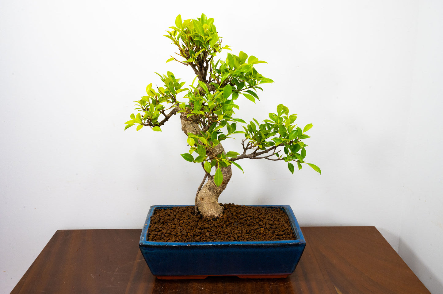 Banyan Fig Bonsai -30cm Blue Pot  + Care Kit