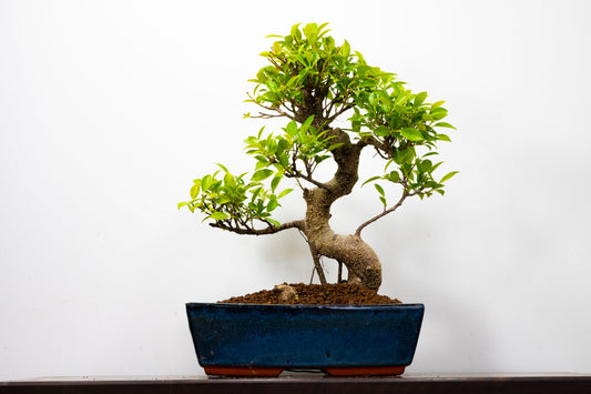 Banyan Fig Bonsai -30cm Blue Pot  + Care Kit