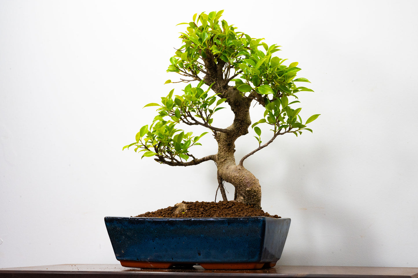 Banyan Fig Bonsai -30cm Blue Pot  + Care Kit
