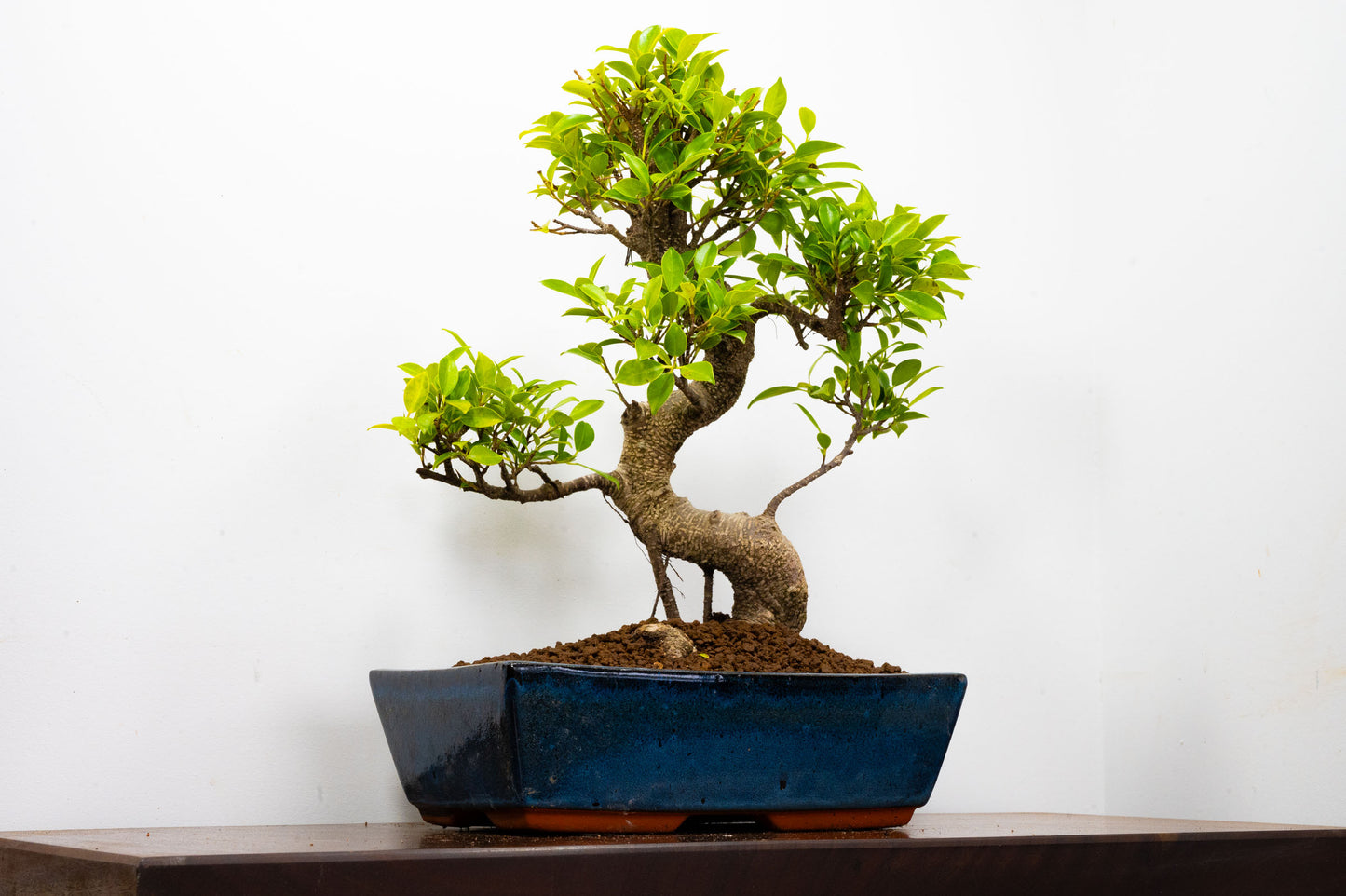 Banyan Fig Bonsai -30cm Blue Pot  + Care Kit