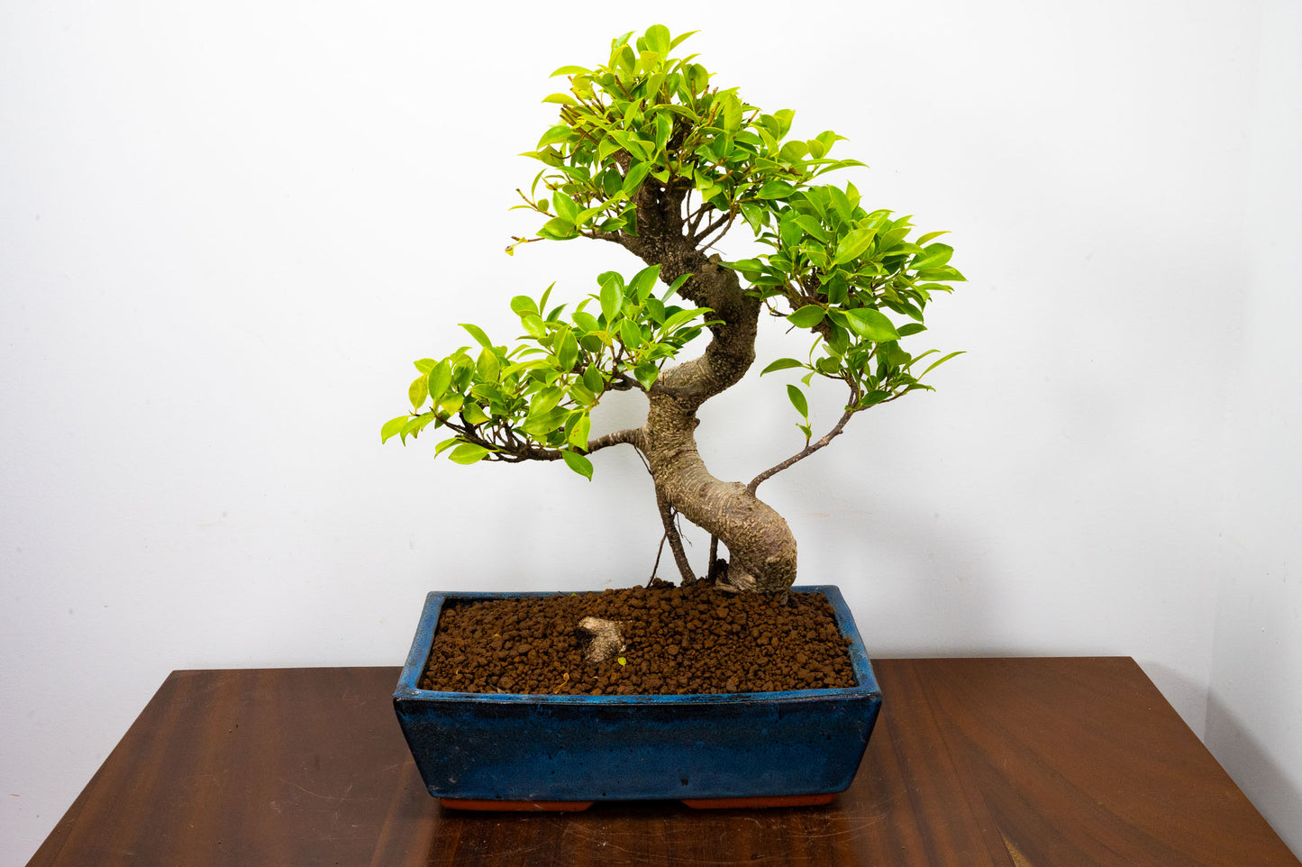 Banyan Fig Bonsai -30cm Blue Pot  + Care Kit