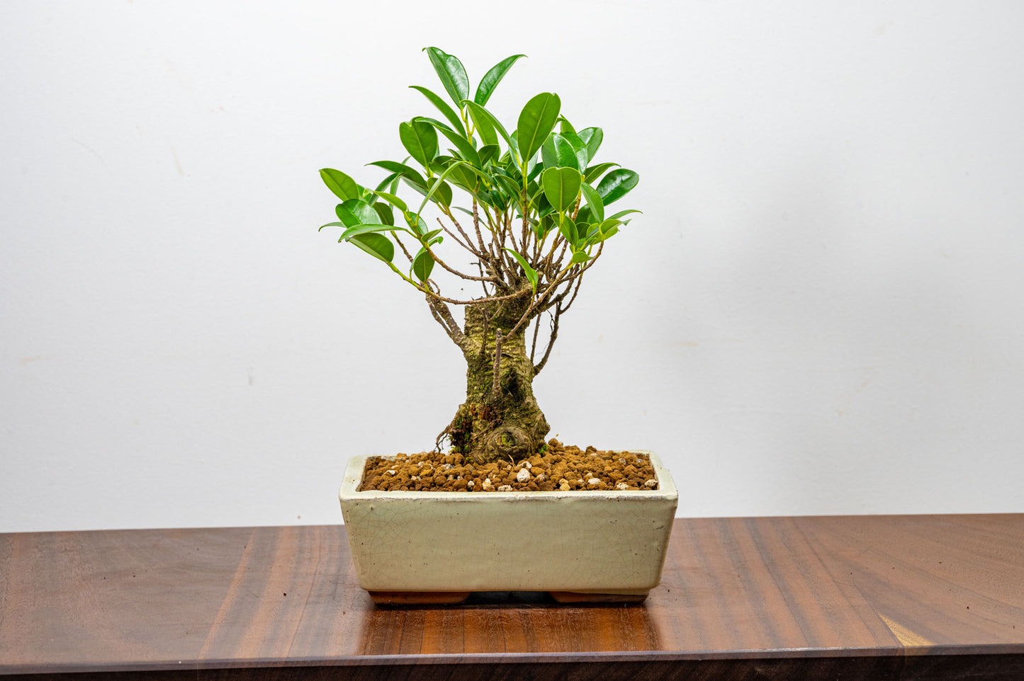Banyan Fig Bonsai  Broom Style - 18cm Cream Ceramic Pot + Care Kit